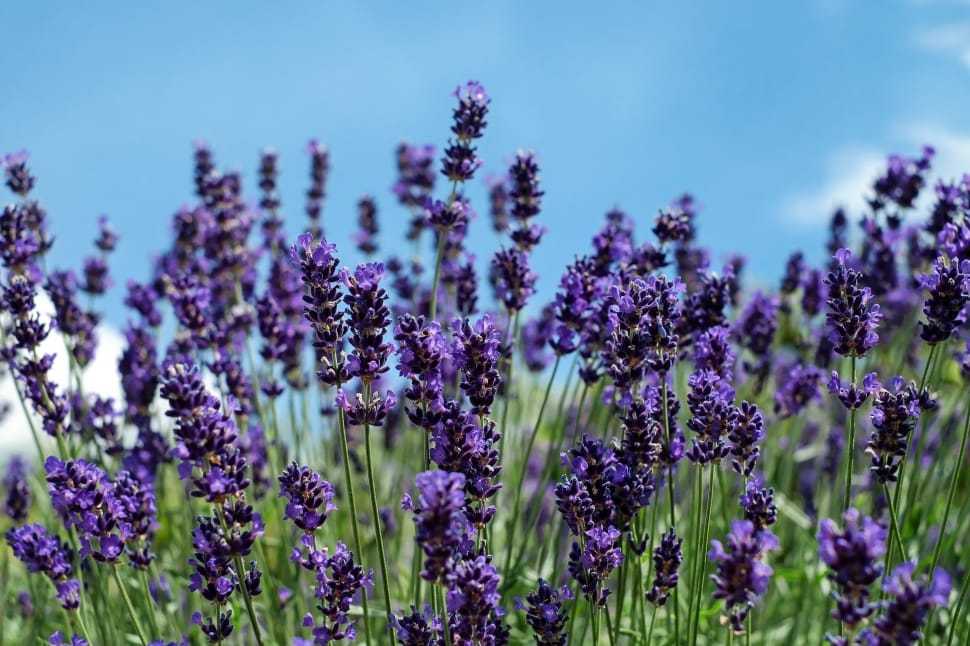 lavender field preview
