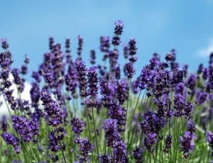 lavender field thumbnail