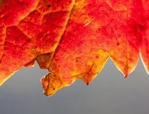 red leaf thumbnail