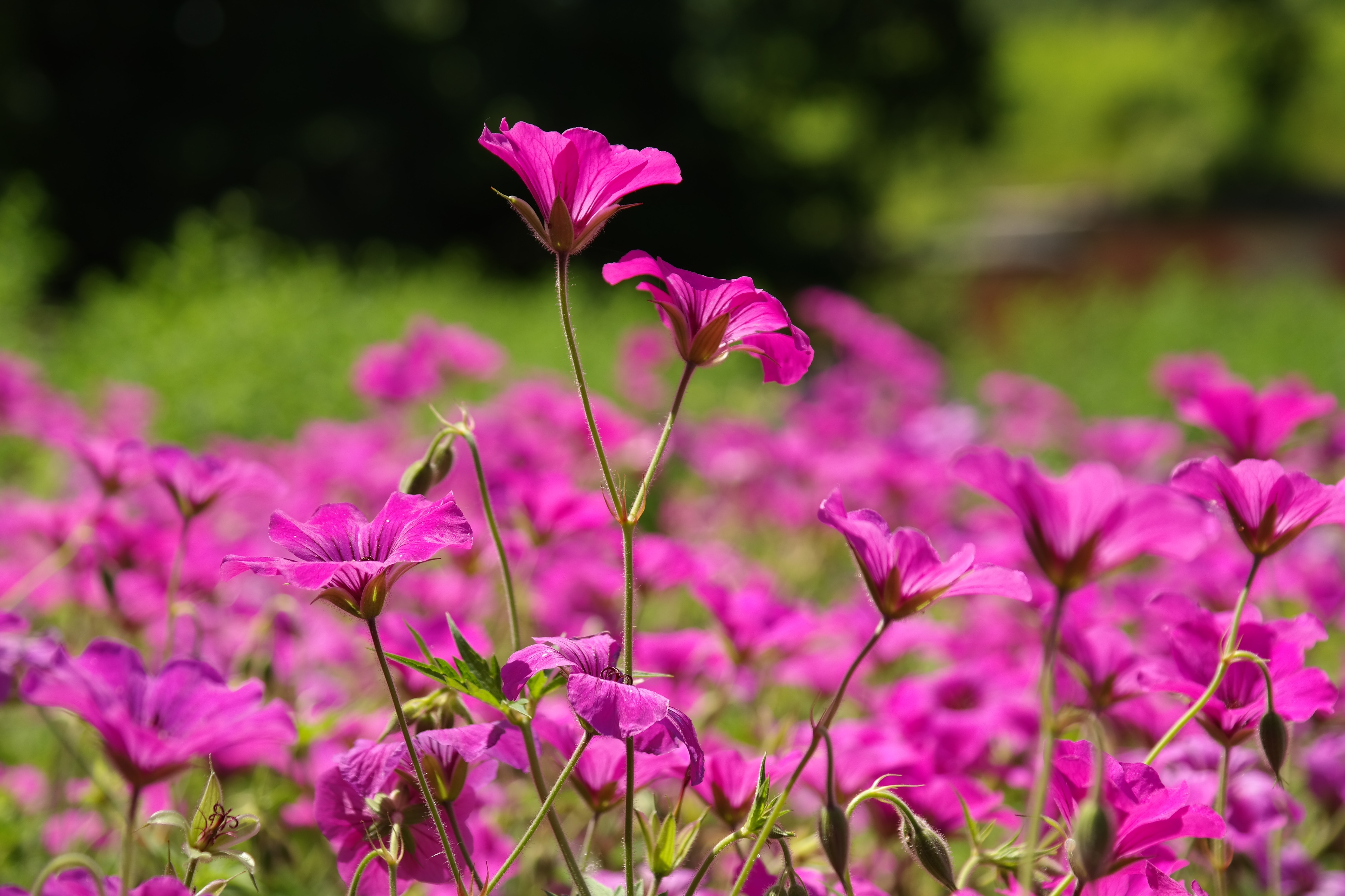 Герань садовая цветение. Герань Лесная розовая. Geranium platypetalum. Герань гибридная Sweet Heidy. Герань в природе.