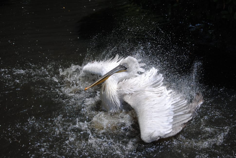 photo of white long beak bird surrounded by body of water preview