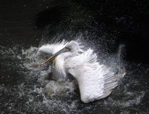 photo of white long beak bird surrounded by body of water thumbnail