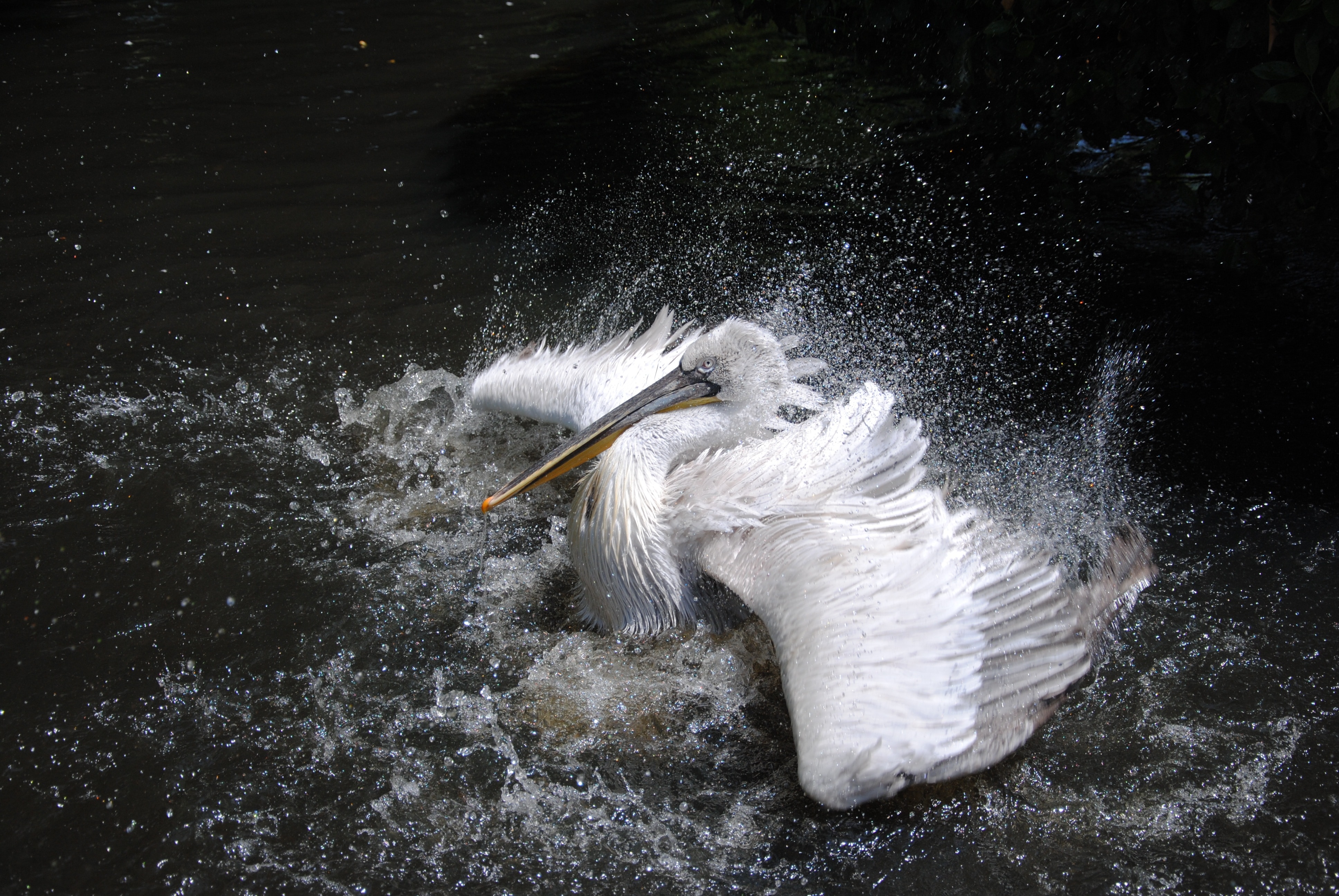 photo of white long beak bird surrounded by body of water