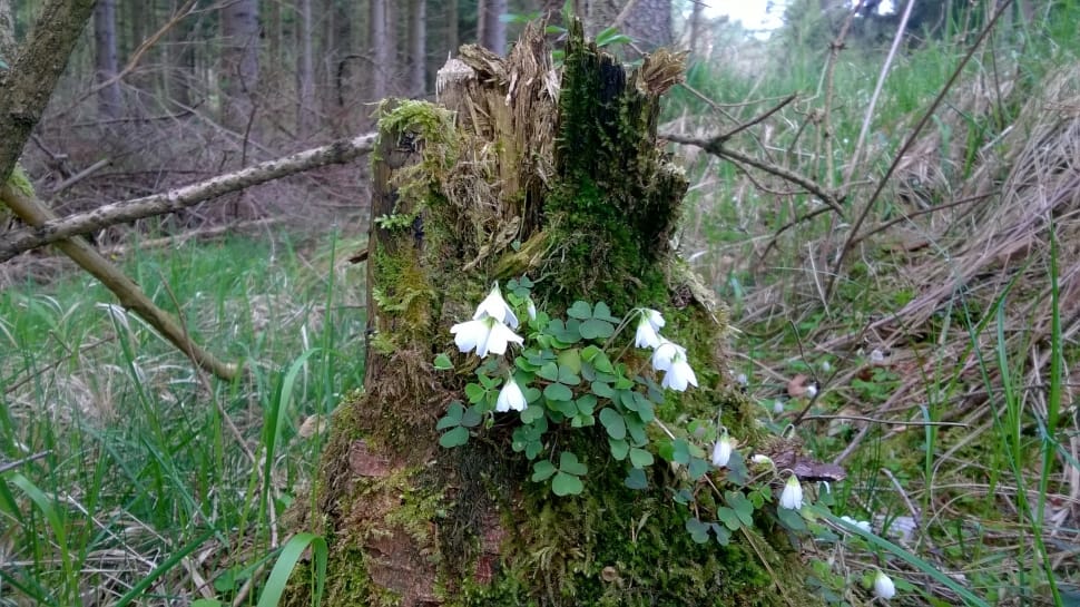 close up photography of white petaled flowers beside tree trunk preview