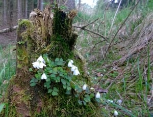close up photography of white petaled flowers beside tree trunk thumbnail