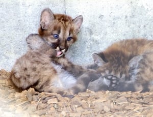 grey-and-brown short fur kittens thumbnail
