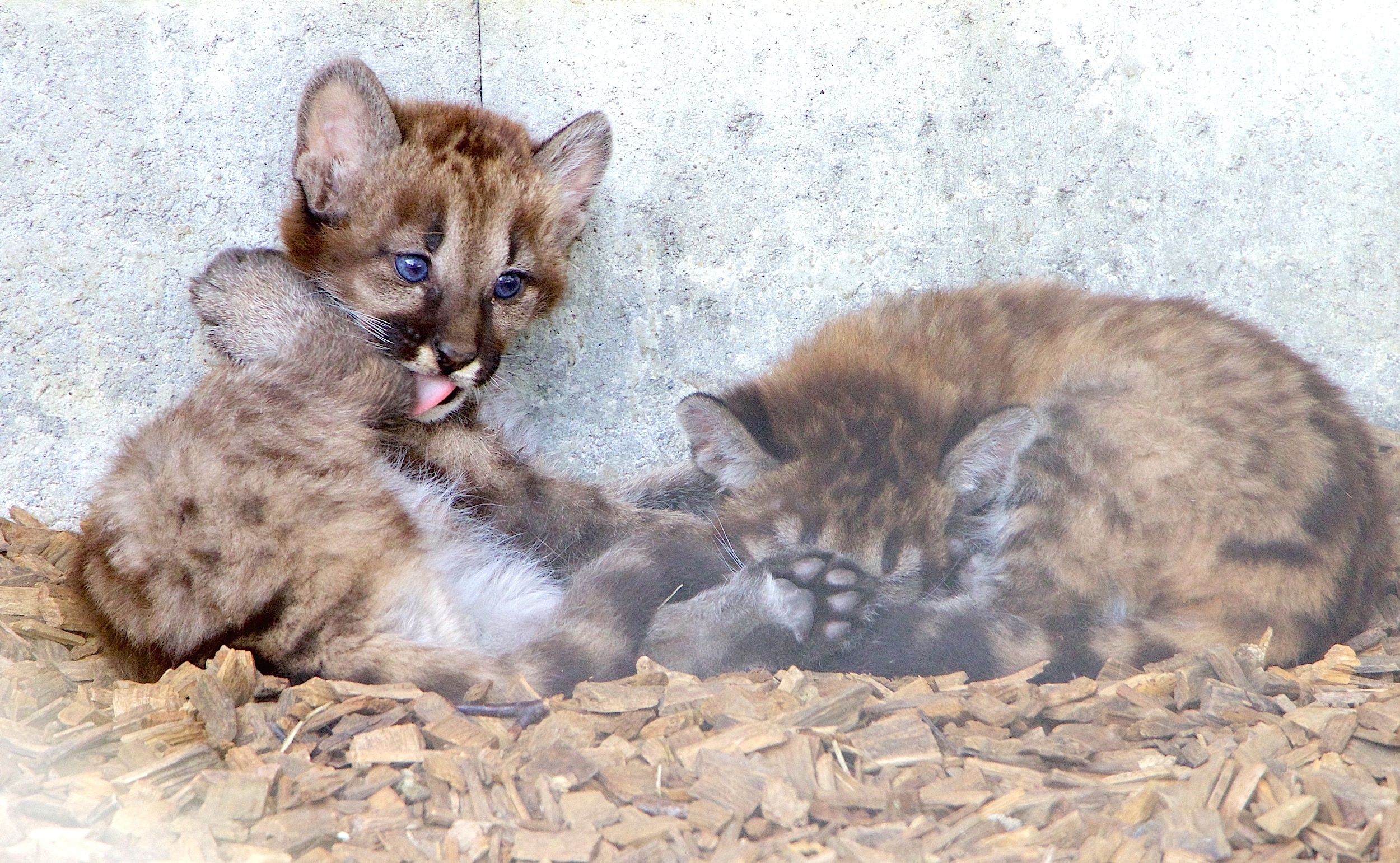 grey-and-brown short fur kittens