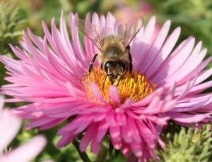 Wasp, Macro, Bee, Blossom, Bloom, Purple, flower, one animal thumbnail