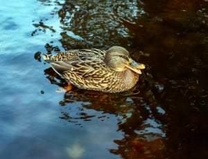 gray and brown duck thumbnail