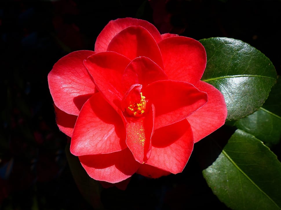 Blossom, Bloom, Red, Camellia, Flower, red, flower preview
