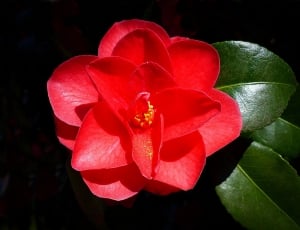 Blossom, Bloom, Red, Camellia, Flower, red, flower thumbnail