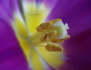 yellow purple flower pollen thumbnail