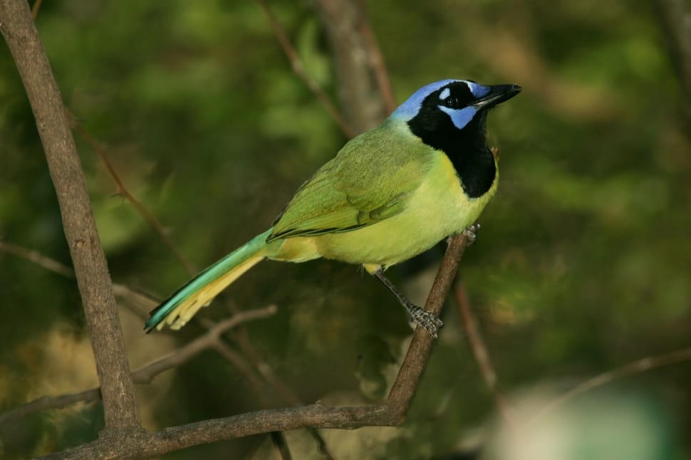 green, black and blue short beak bird on branch preview