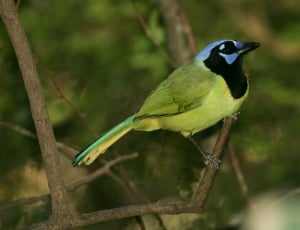 green, black and blue short beak bird on branch thumbnail