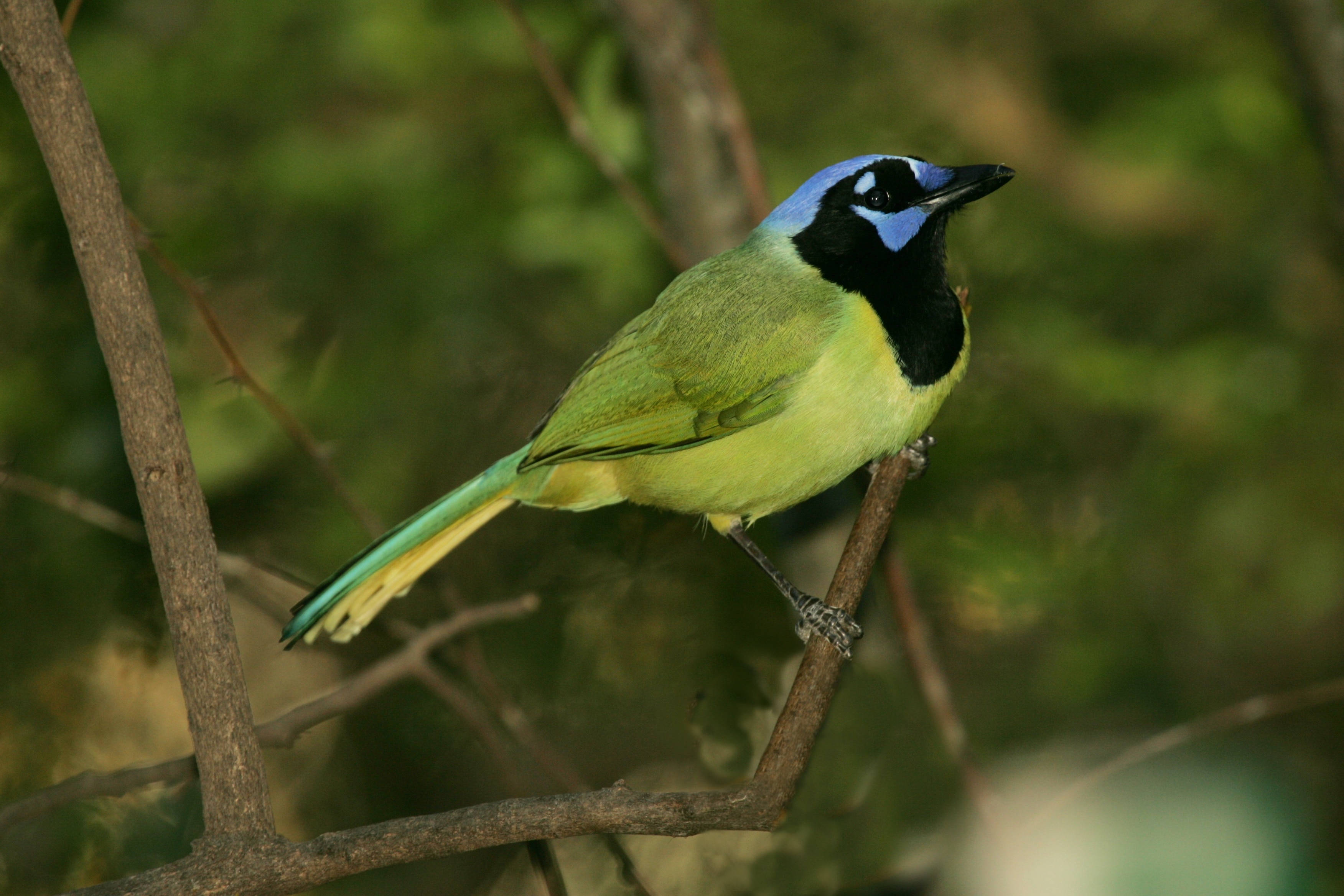 green, black and blue short beak bird on branch
