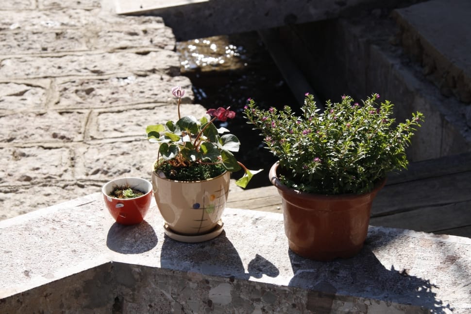 In Yunnan Province, Small Fresh, flower, potted plant preview