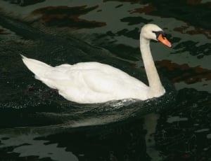 white mute swan thumbnail