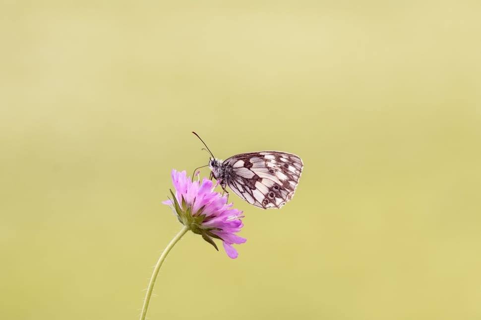 marbled white butterfly preview
