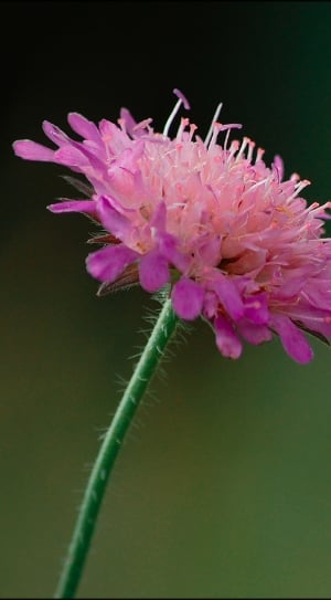 pink scabiosa flower thumbnail