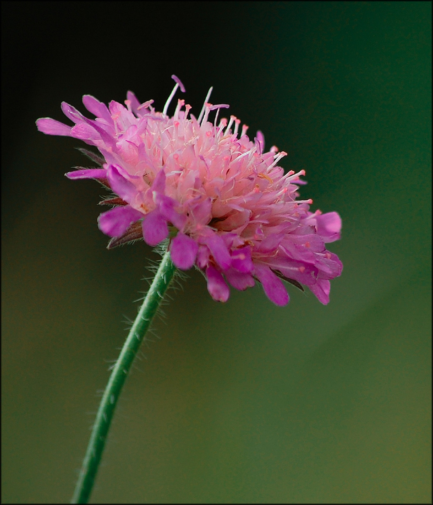 pink scabiosa flower