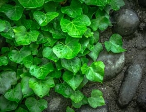 green cordate leaf plants thumbnail
