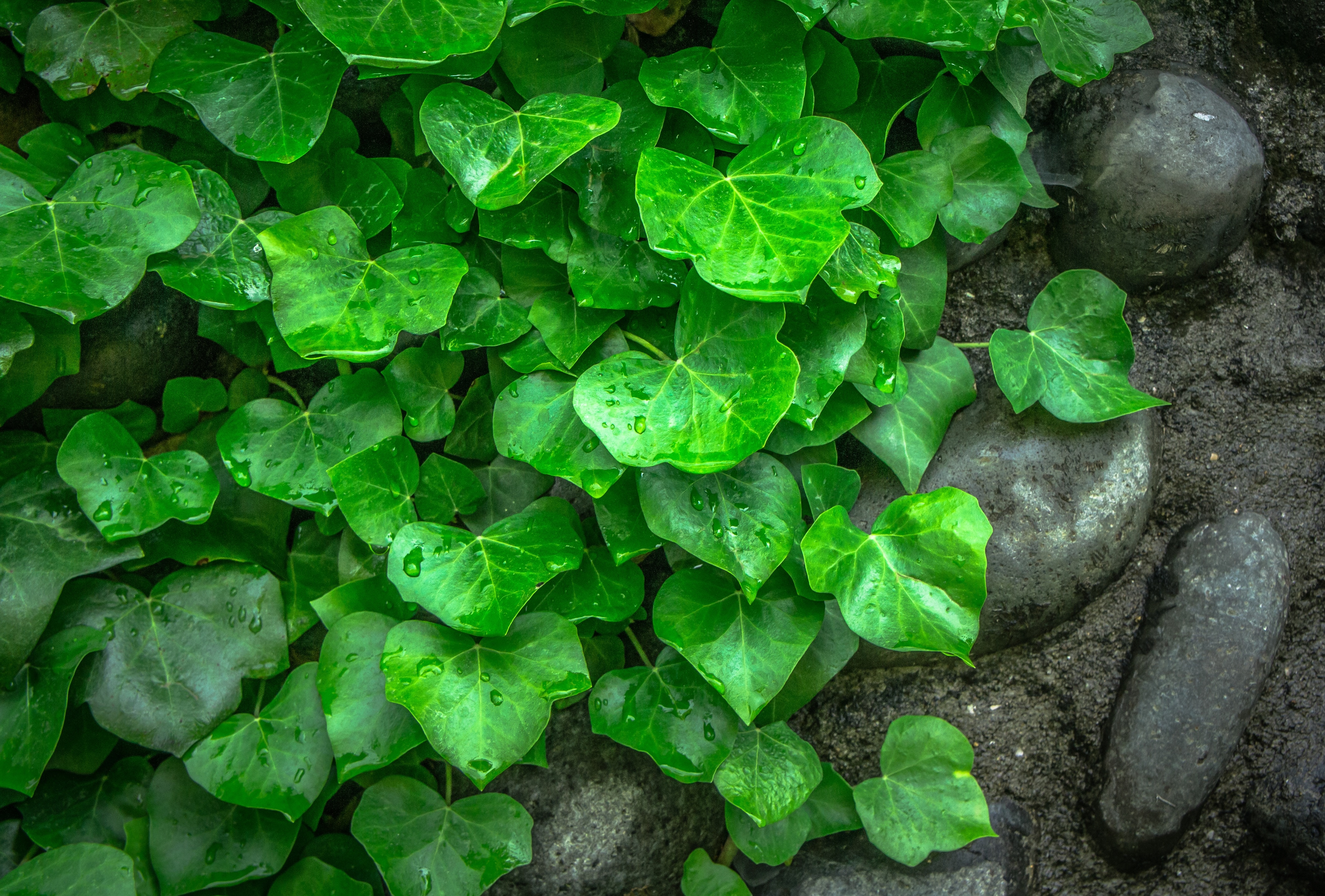green cordate leaf plants
