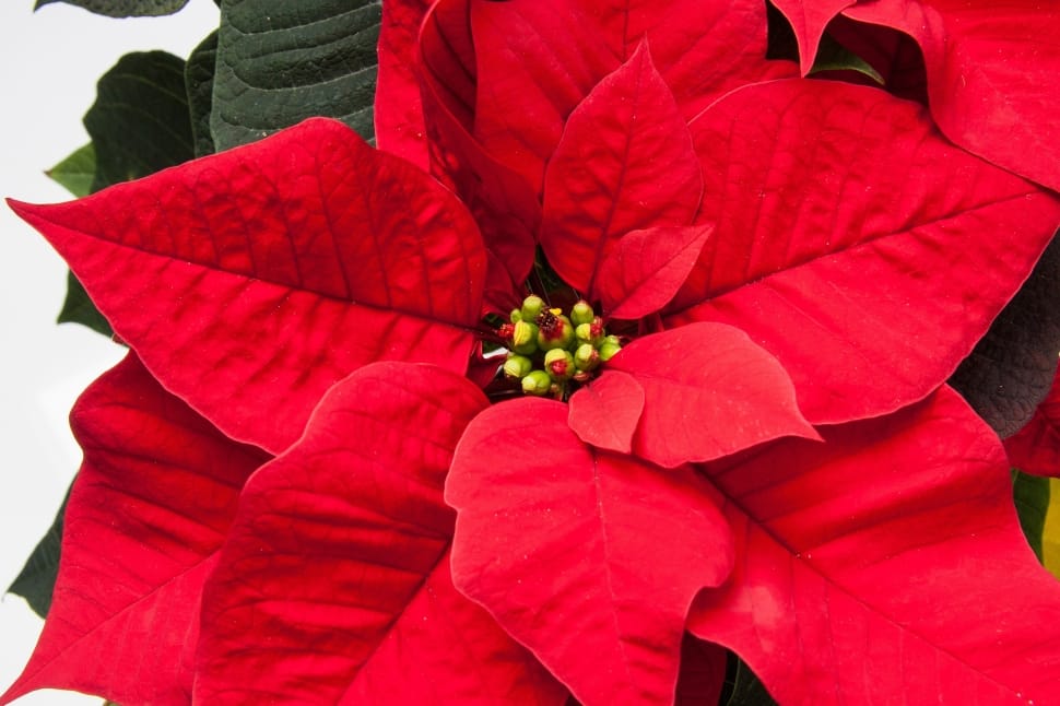 red poinsettias preview