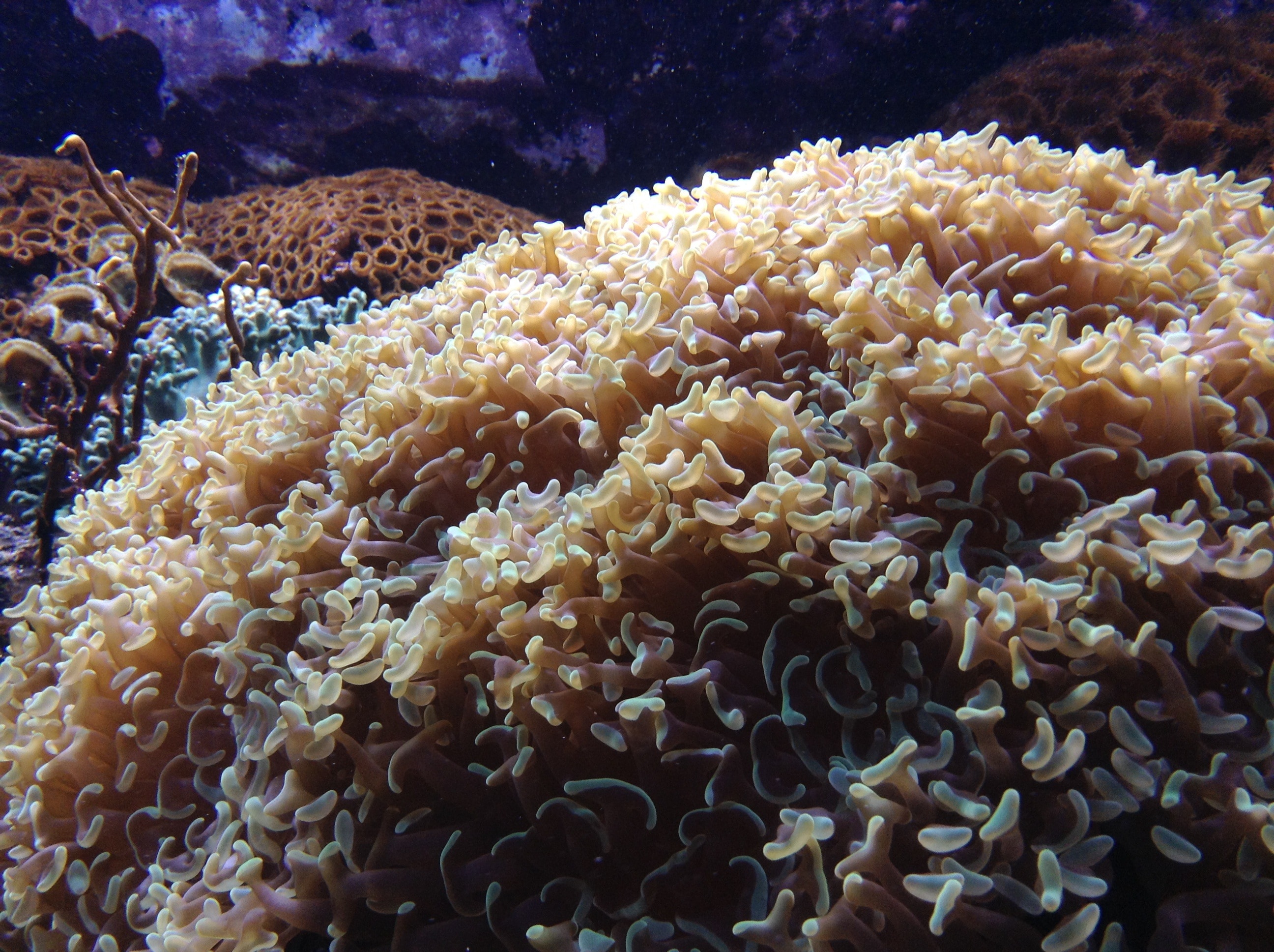 brown anemone