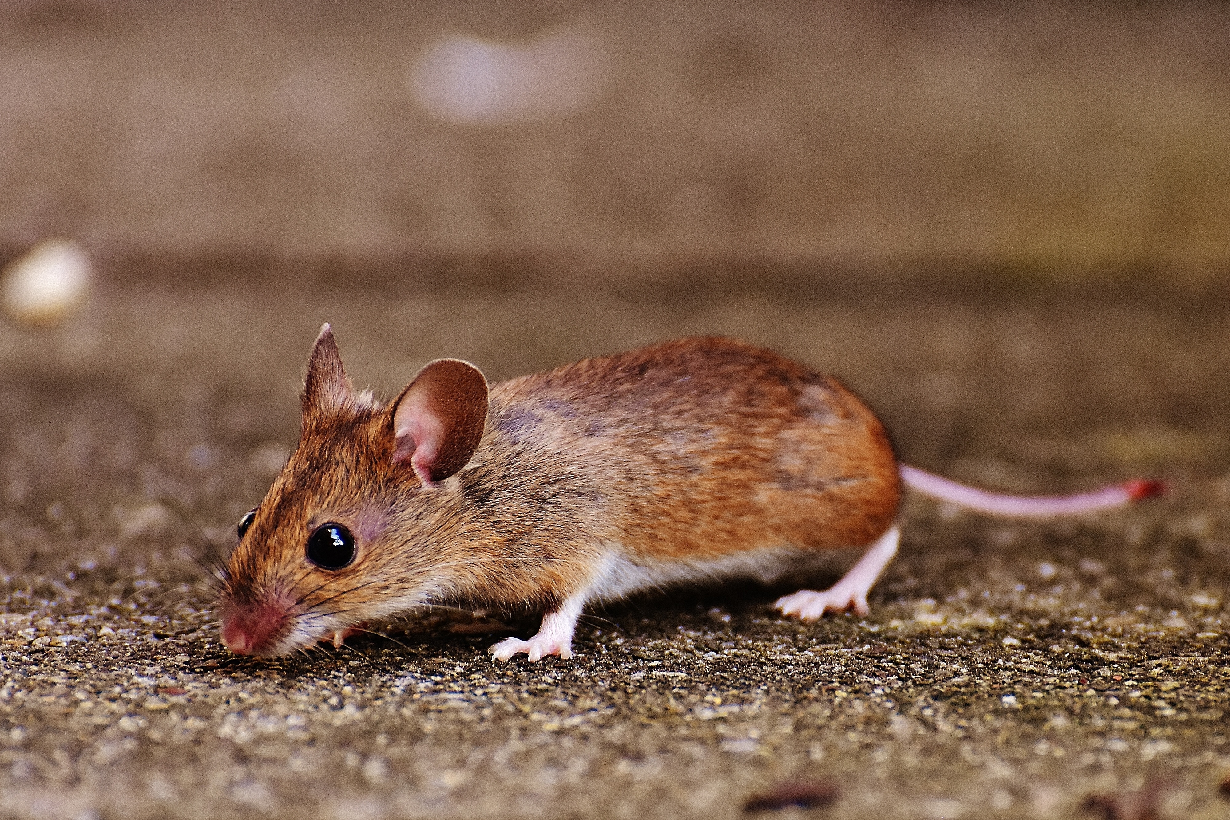 cute brown mouse