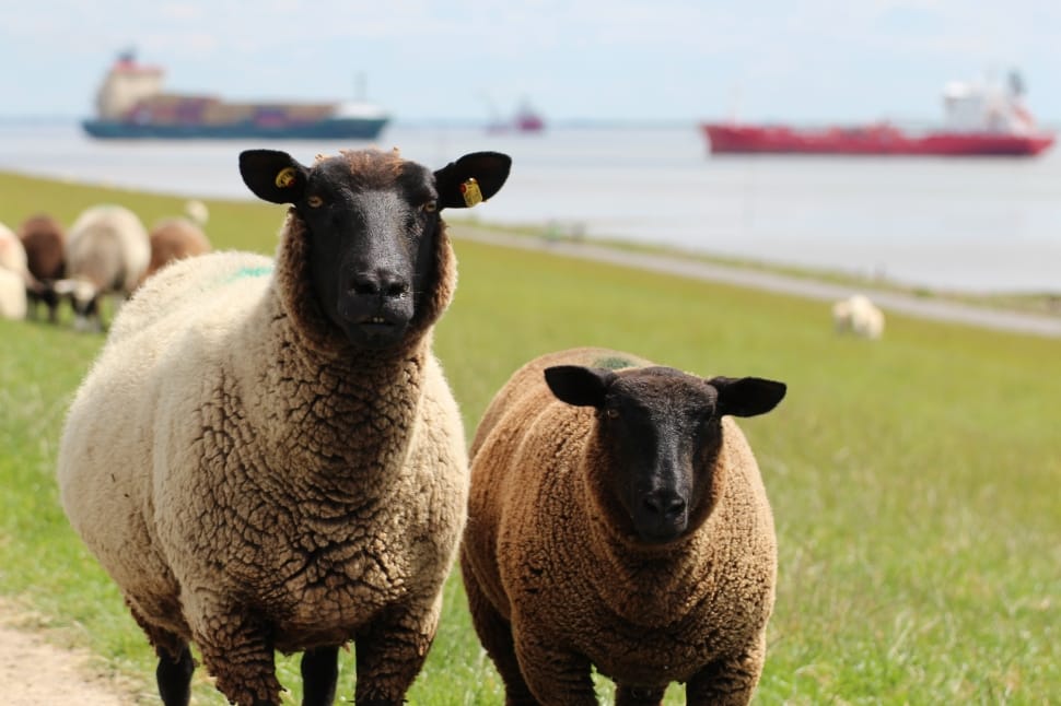 2 sheep preview