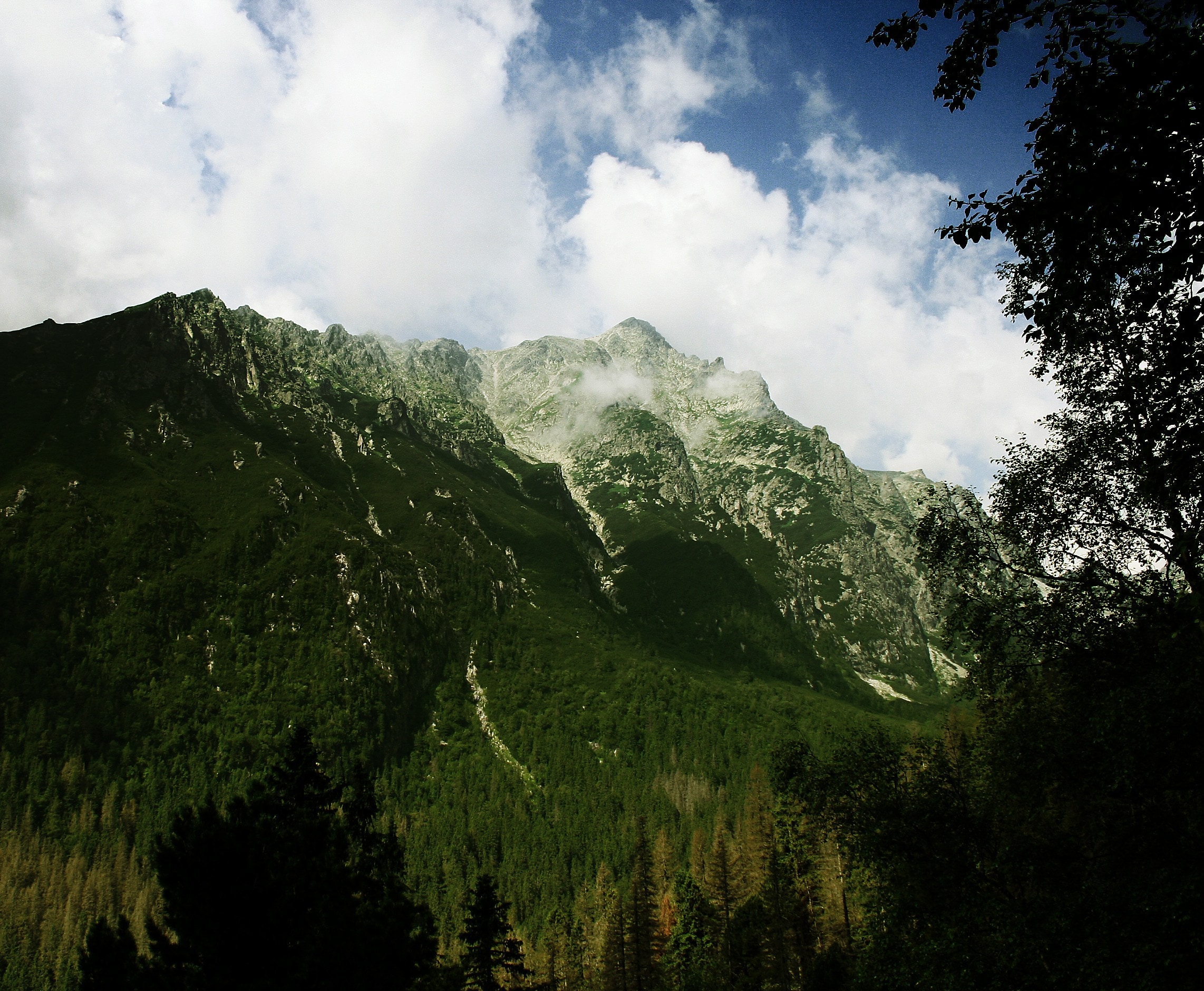 tall mountain surrounded by trees