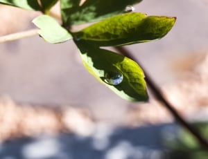 green leaf plant thumbnail