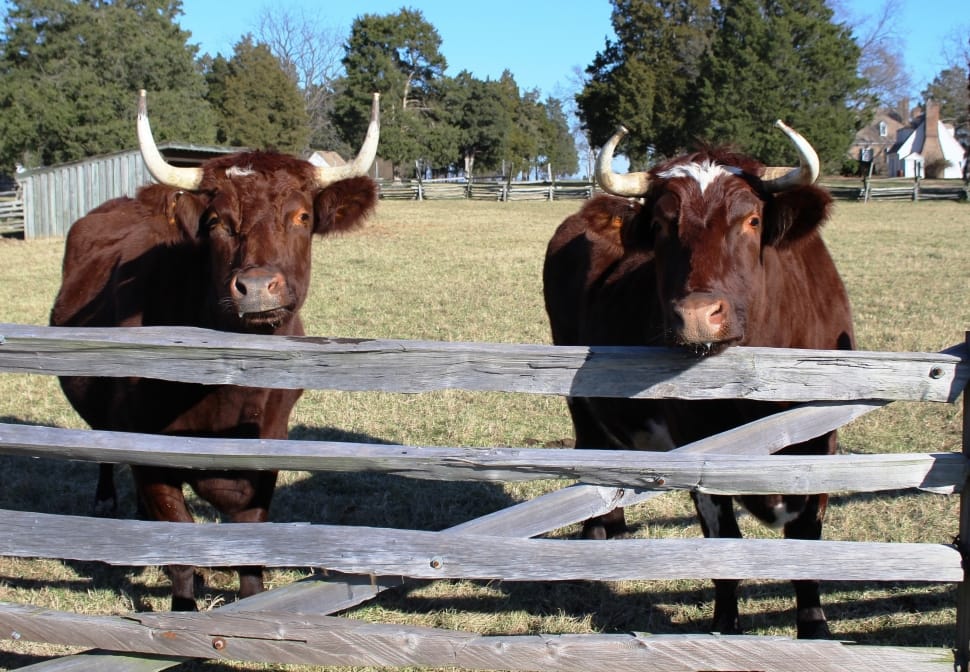 two brown cows on green grass land preview