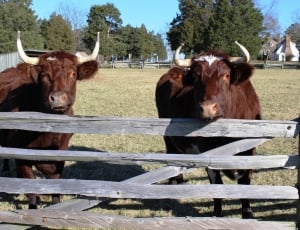 two brown cows on green grass land thumbnail