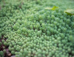 green fungi thumbnail