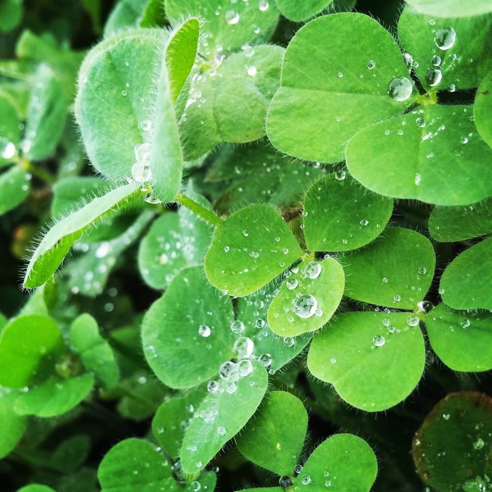 green clover plant preview