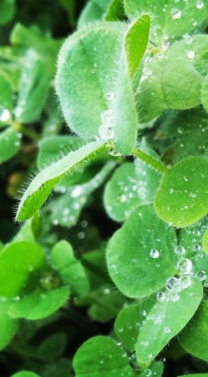 green clover plant thumbnail