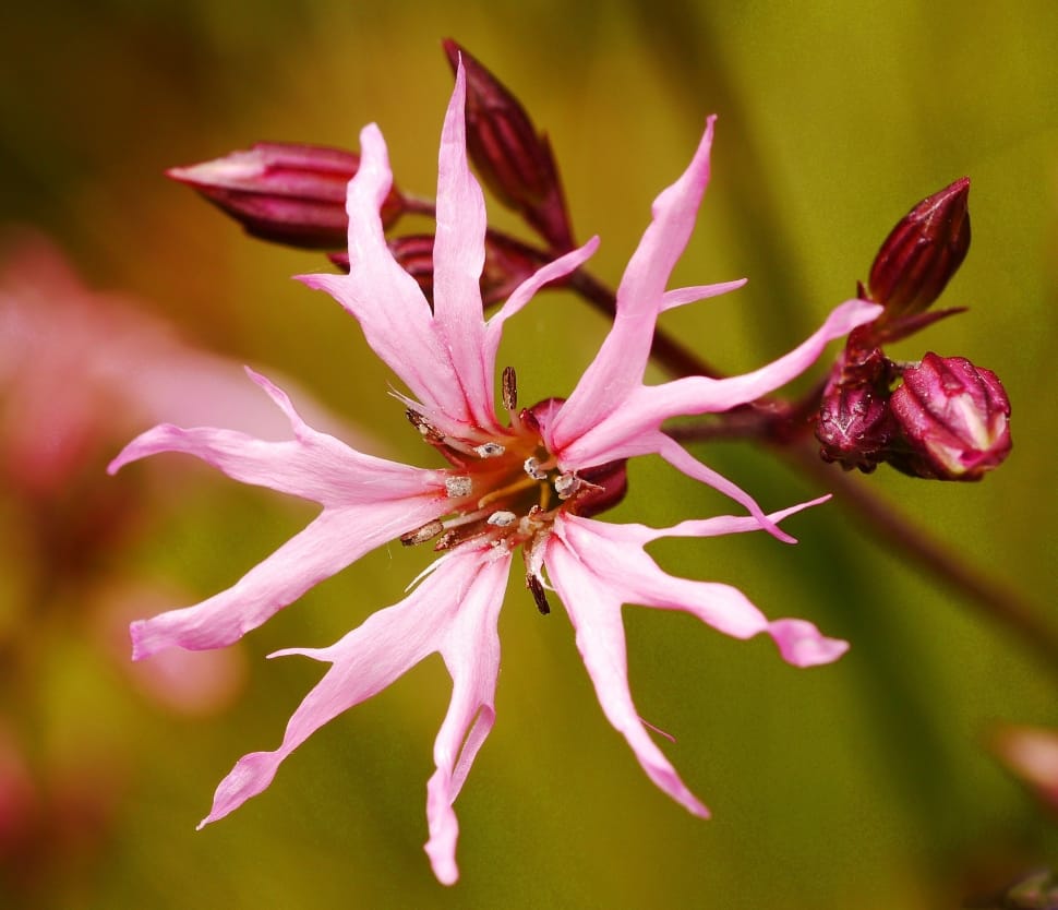 pink and red flower preview