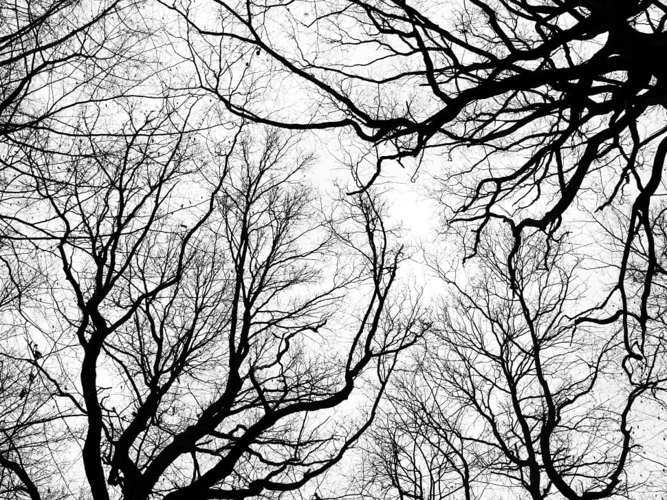 silhouette of bare trees under grey sky during daytime preview