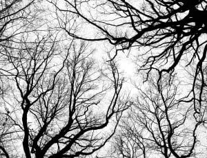 silhouette of bare trees under grey sky during daytime thumbnail