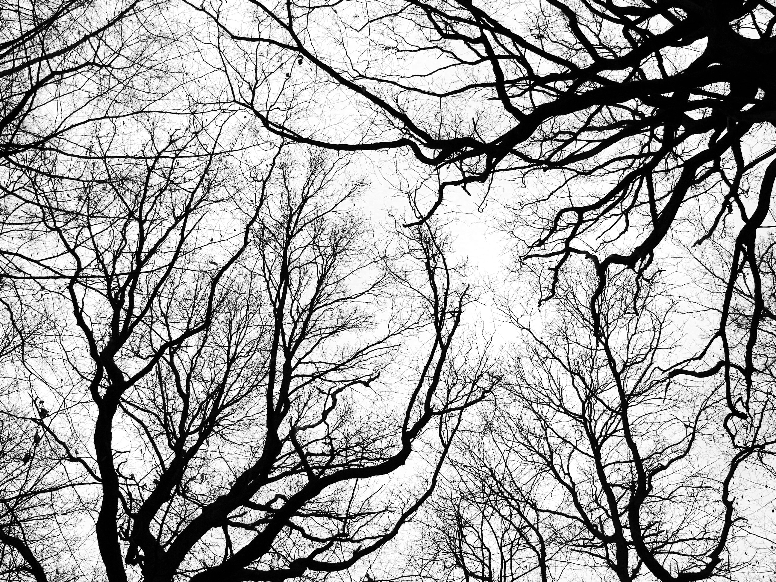 silhouette of bare trees under grey sky during daytime