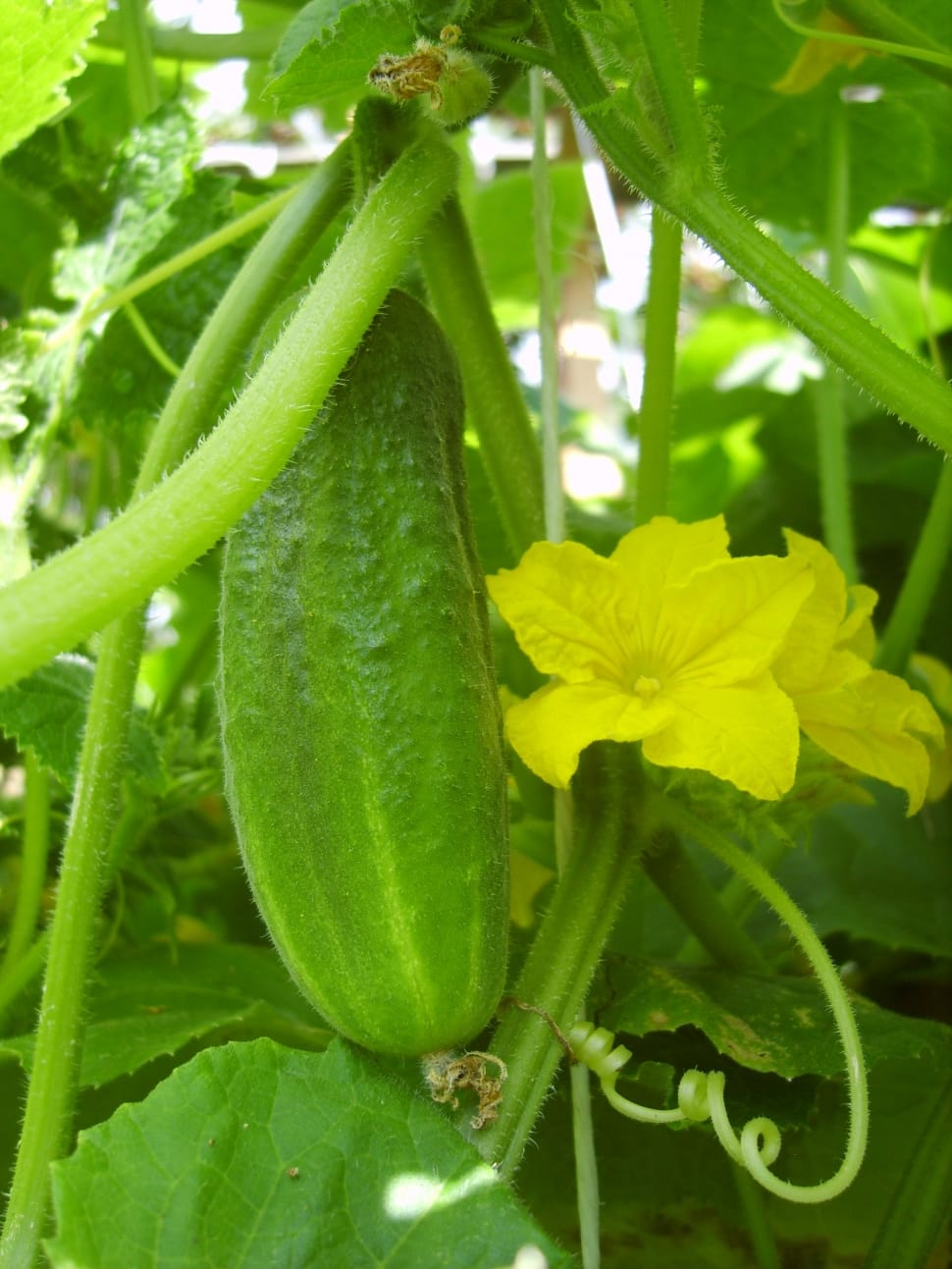 cucumber vegetable preview