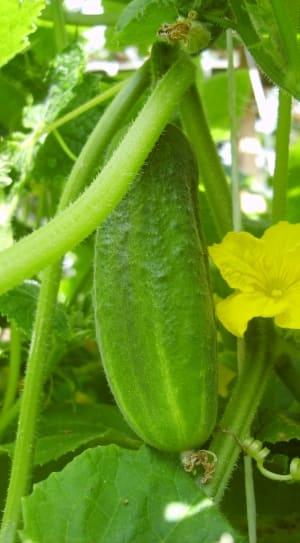 cucumber vegetable thumbnail