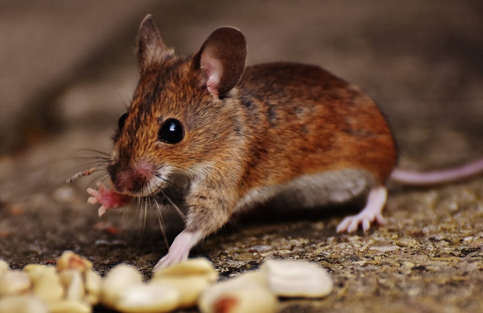 Cute, Nager, Rodent, Mammal, Mouse, one animal, animal wildlife preview