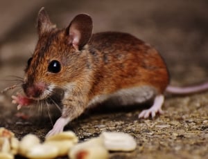 Cute, Nager, Rodent, Mammal, Mouse, one animal, animal wildlife thumbnail