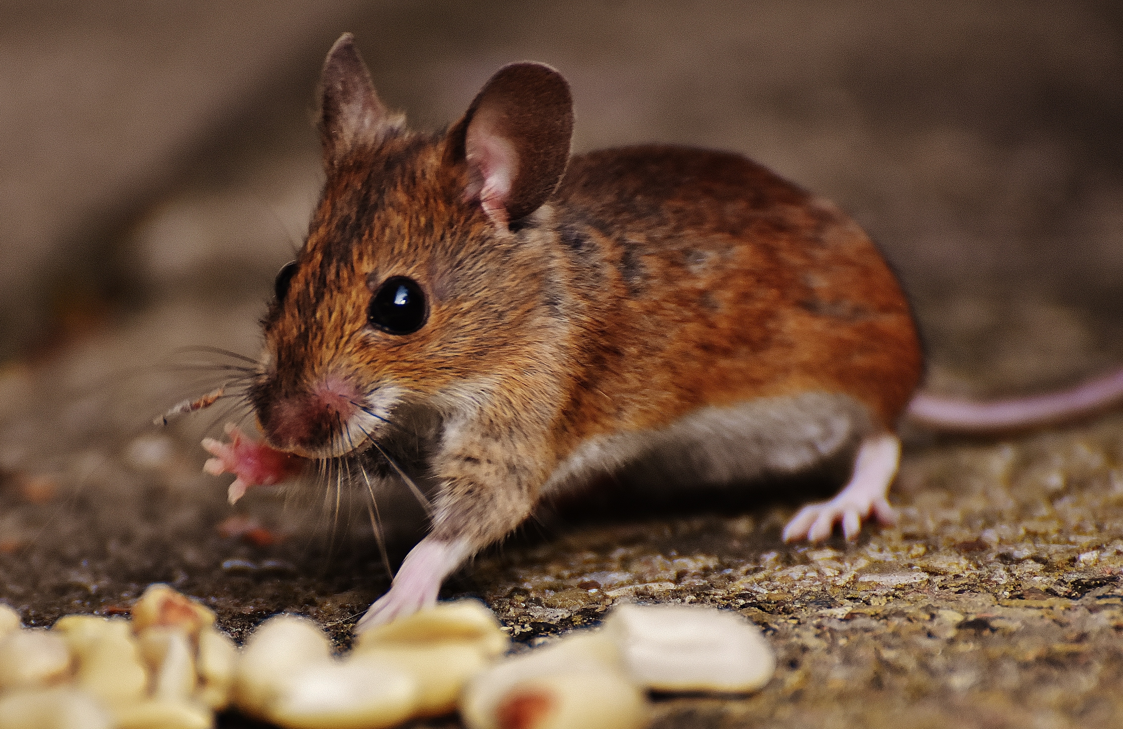 Cute, Nager, Rodent, Mammal, Mouse, one animal, animal wildlife