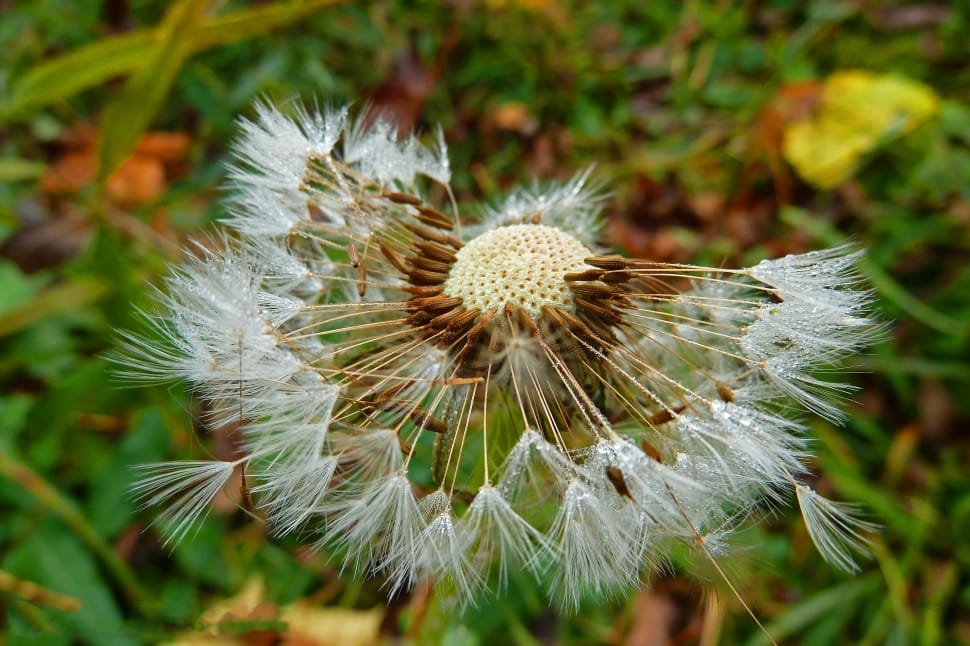 dandelion flower in close up photography preview