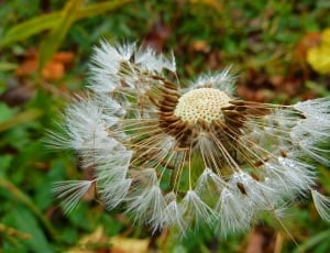 dandelion flower in close up photography thumbnail