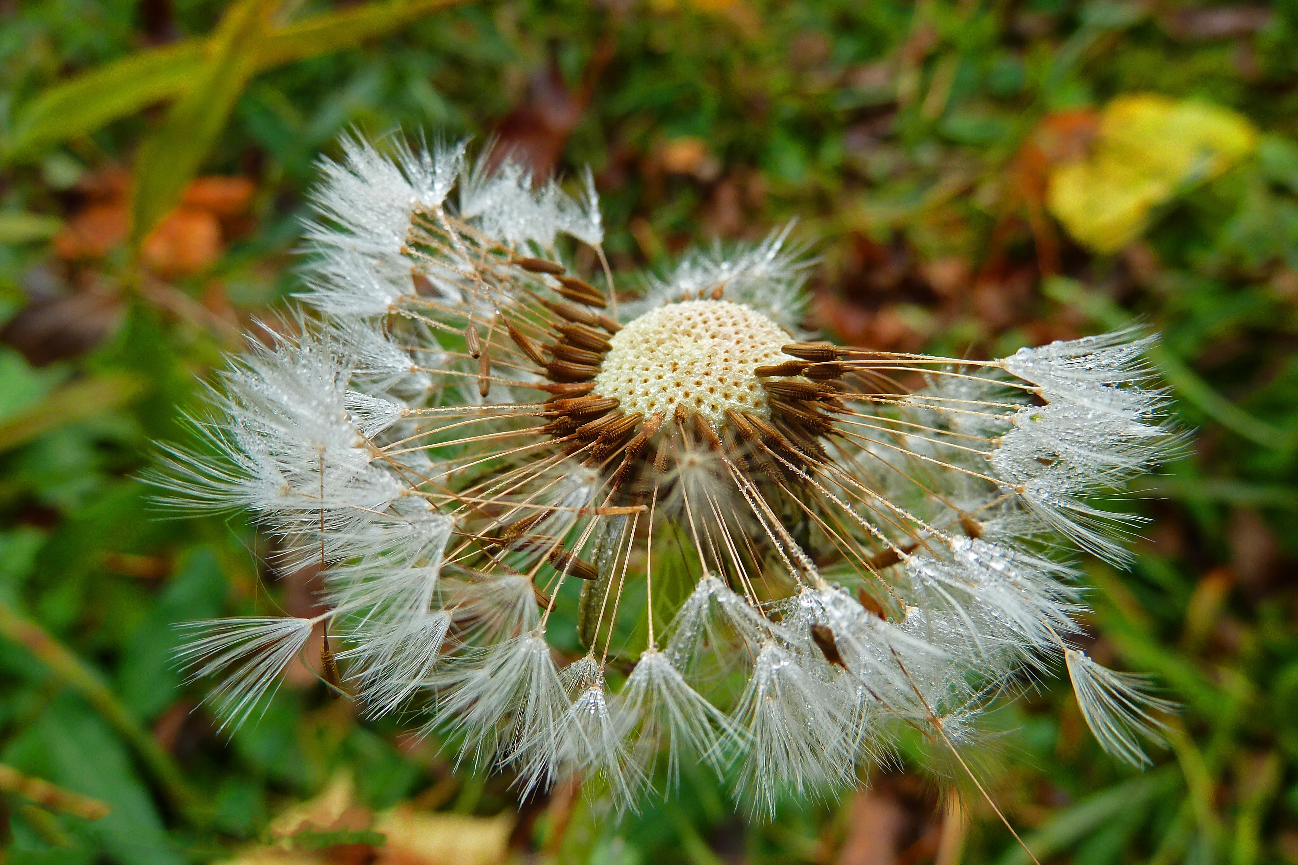 dandelion flower in close up photography
