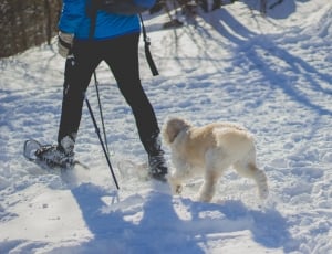 light golden retriever puppy walking on snow covered ground next to man in black pant and blue jacket beside forest during day thumbnail